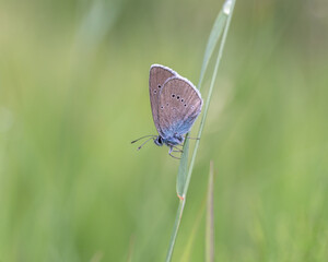 butterfly on a green grass