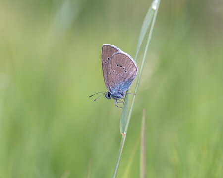 butterfly on a green grass © minyapol