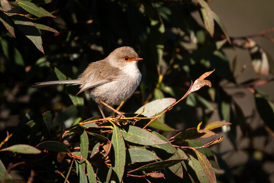 Female Superb Fairy Wren on gum tree