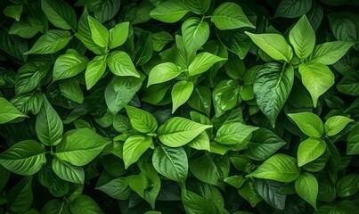 Natural leaves green plants using as spring or summer, Generative AI