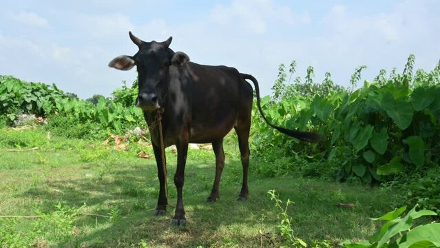 The cow is grazing in the green field. Indian cow in the field. Cute cow in blue sky background.  It is a popular pet and domestic animals of india. indian breed cows.