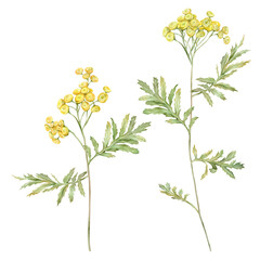 Fototapeta na wymiar Watercolor common tansy. Yellow field flowers. Hand drawn illustration isolated on white background. Bundle botanical medicinal wildflowers clipart. Elements for design