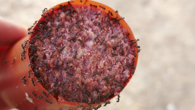 Ants gathered in a glass of sugar. Feeding with high-energy carbohydrates
