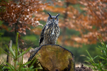 Fototapeta premium Uhu sitzt auf einem waagrechten Baumstamm vor herbstfarbenem Waldhintergrund 