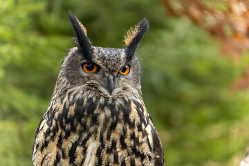 Portrait eines Uhu oder lat. bubo bubo