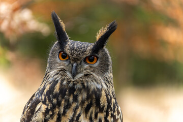 Portrait eines Uhu oder lat. bubo bubo