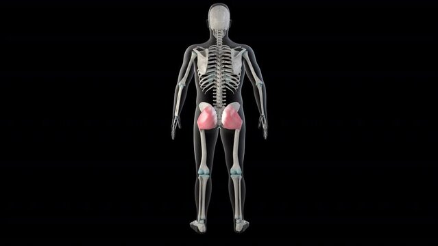 Gluteus Maximus Muscles on Whole Human Body