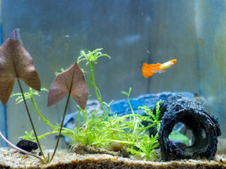 Aquarium avec guppy blanc et orange et plantes aquatique