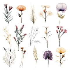 Set of watercolor dry flowers on white background. Generative AI