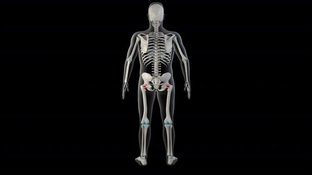 Superior and Inferior Gemellus Muscles on Whole Human Body