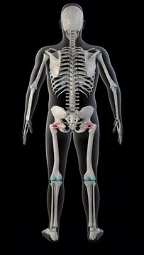Superior and Inferior Gemellus Muscles on Whole Human Body Vertical Video