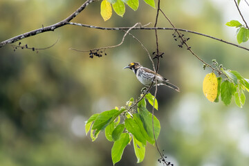 Ornate melidectes or ornate honeyeater observed in West Papua, Indonesia