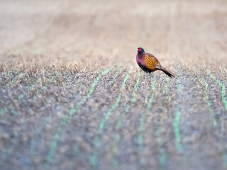 Common pheasant (Phasianus colchicus)