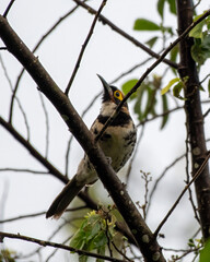 Ornate melidectes or ornate honeyeater observed in West Papua, Indonesia