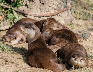 Naklejka premium Family of otters rests during a hot summer day.