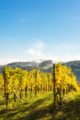 Wine country in autumn, Austria