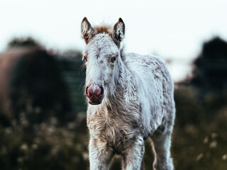 White filly standing in a grazing field. Three days old gypsy cob horse front facing the camera,...