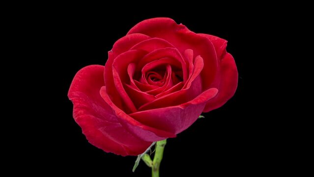 Amazing coral rose opening on black background, close-up. Womans Day, Mothers Day concept. Holiday, love, birthday design backdrop.