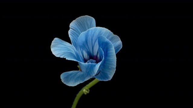 Large beautiful blue, Malva moschata, musk mallow blooming. Mother's day, Holiday, Love, birthday, Easter.