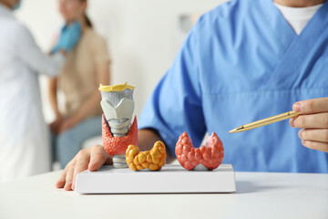 Endocrinologist showing thyroid gland models at table while another doctor examining patient in hospital, closeup