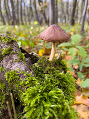 Mushroom on moss in a forest, abstract natural background. Mushroom hunting. Mushroom picking, fall time concept. Beautiful autumn natural background
