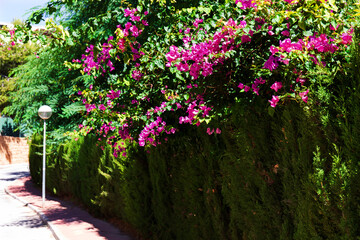 Fototapeta na wymiar Beautiful and colorful sunny Spanish vegetation and architecture in Mijas, Andalusia, Spain