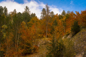 Il foliage autunnale nei boschi della Val di Zoldo