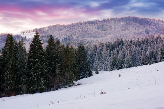 winter scenery with forest in hoarfrost. landscape with trees on snow covered hills at dusk
