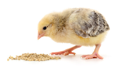Baby chicken having a meal