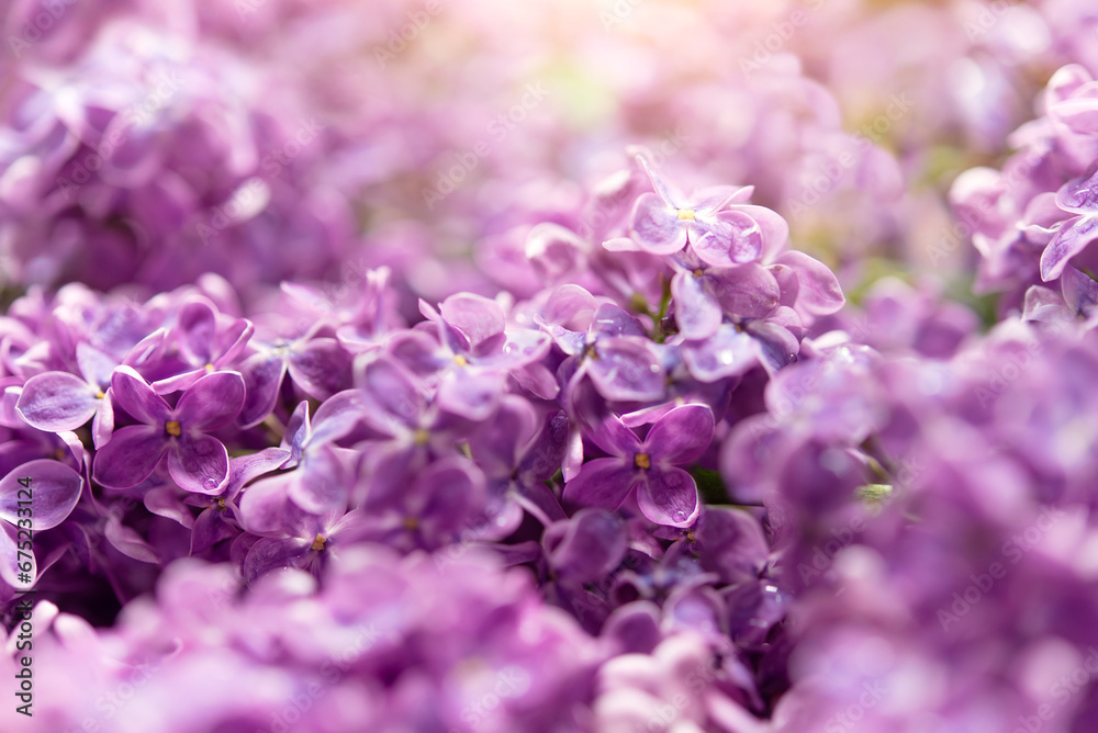 Poster Delicate flower background with sunbeams. Nature background banner with lilac flowers with copy space. Spring greeting card