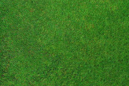 Green grass texture, grass field background. Top view 