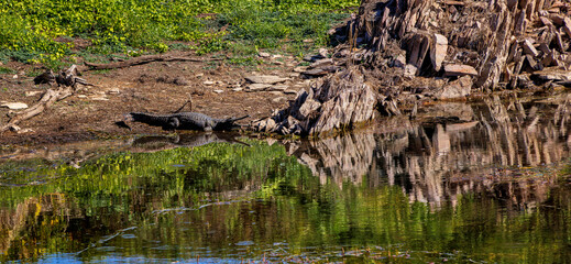 Fototapeta na wymiar Fresh water crocodile at Lake Argyle, Kimberley, West Australia, Australia