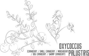 Marshberry, bog cranberry, swamp cranberry vector contour. Oxycoccus palustris plant outline. Set of Cranberry flowers berrie in Line for pharmaceuticals. Contour drawing of medicinal herbs