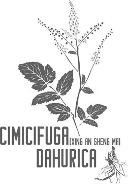 Xing An Sheng Ma vector silhouette. Medicinal Cimicifuga dahurica plant outline. Set of Cimicifuga dahurica flowers leafs root in Line for pharmaceuticals. Contour drawing of medicinal herbs