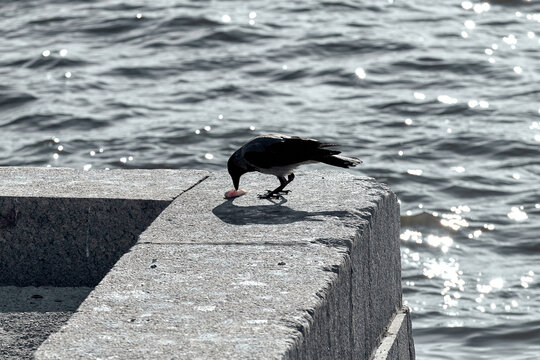 A crow eats a caught fish on a granite embankment of a river. Predator caught prey.