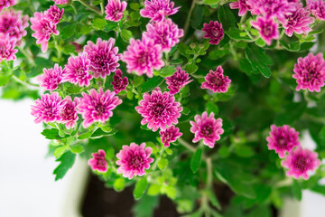 A beautiful bouquet of chrysanthemums. Top view