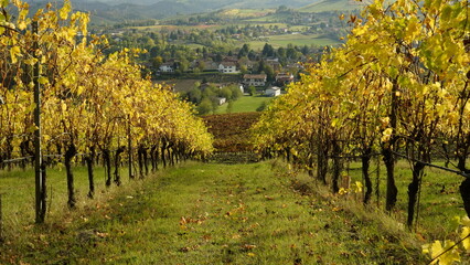 Fototapeta premium Vigneti in autunno. Colline di castelvetro terra del Lambrusco. Provincia di Modena. Emilia Romagna. Italia