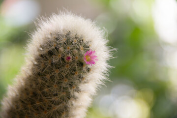 Lady Finger cactus (Mammillaria elongata) is small cactus plant with stubby columnar stems covered in sharp fuzzy spikes. Bokeh, blur scenes, water drops and sunlight in cactus garden. Thailand.