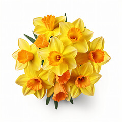 Obraz na płótnie Canvas Daffodil flowers isolated on white background