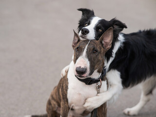 Black and white border collie hugging a brindle bull terrier on a walk. 