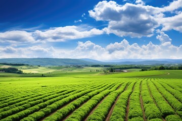 Fototapeta na wymiar Agriculture in Tuscany, Italy. Green field and blue sky, Panoramic photo of a beautiful agricultural view with pepper and leek plantations, AI Generated