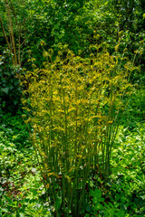 Close up of young Royal fern (Osmunda regalis)
