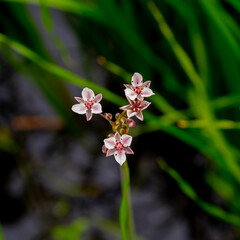 Close up of flowering Rush (Butomus umbellatus)

