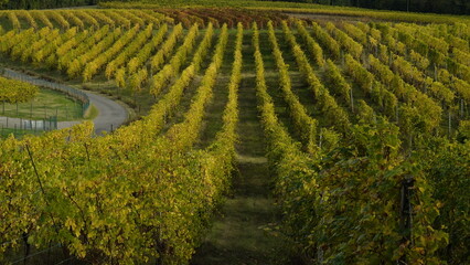 Vigneti in autunno. Colline di castelvetro terra del Lambrusco. Provincia di Modena. Emilia...