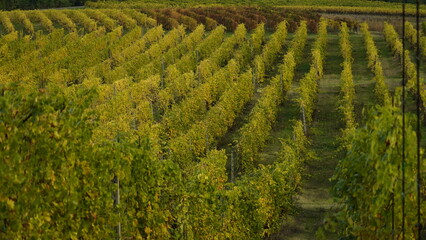 Fototapeta na wymiar Vigneti in autunno. Colline di castelvetro terra del Lambrusco. Provincia di Modena. Emilia Romagna. Italia