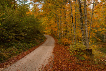 Fototapeta na wymiar Una strada sterrata si inoltra nel bosco colorato dal foliage autunnale