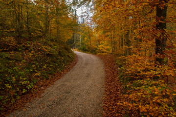 Una strada sterrata si inoltra nel bosco colorato dal foliage autunnale