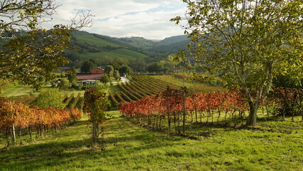 Vigneti in autunno. Colline di castelvetro terra del Lambrusco. Provincia di Modena. Emilia Romagna. Italia