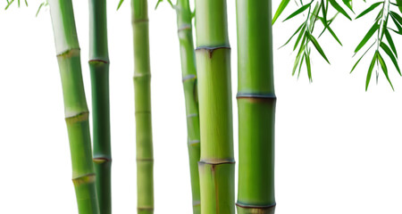 Fototapeta na wymiar bamboo white background, isolate, png