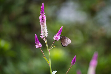 花の蜜を吸う美しい蝶の風景